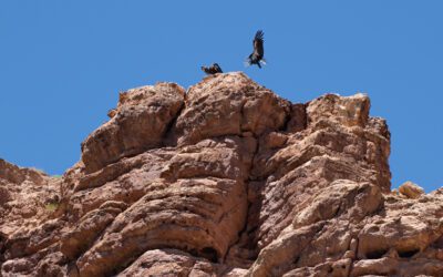 The California Condor on Grand Canyon  Expeditions