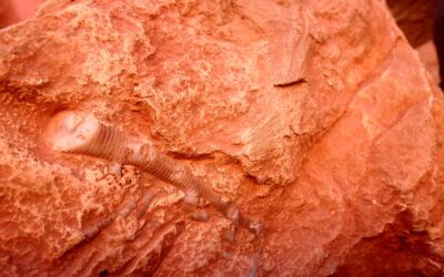 Fossils in the Grand Canyon (It’s full of them!)
