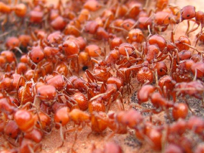 Red Harvester Ants - credit NPS