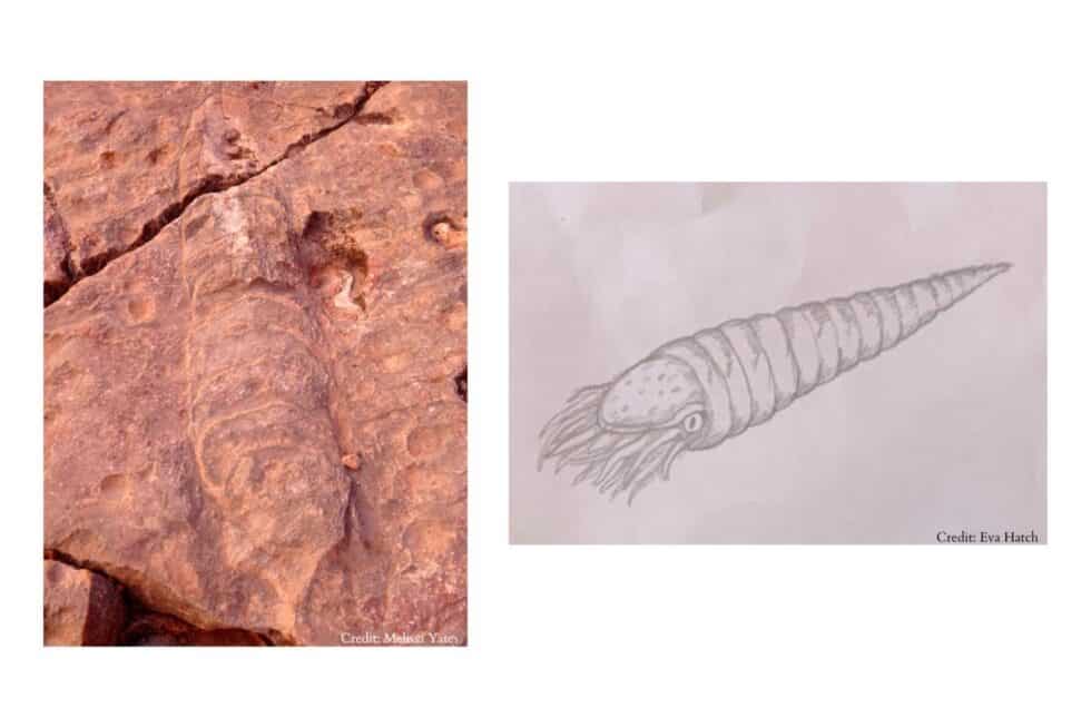 The Grand Canyon is Full of Fossils! | Hatch River Expeditions