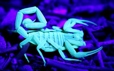 Bugs in Grand Canyon!