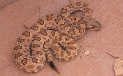 Freaky Friday in Grand Canyon: Snakes!