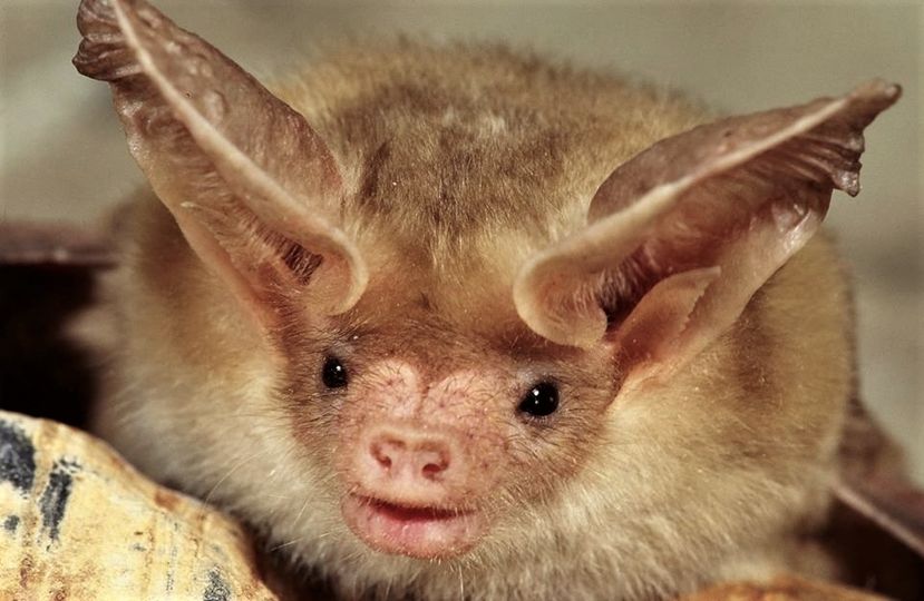 Freaky Friday: Bats! in Grand Canyon