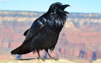 Freaky Friday in Grand Canyon: Ravens!