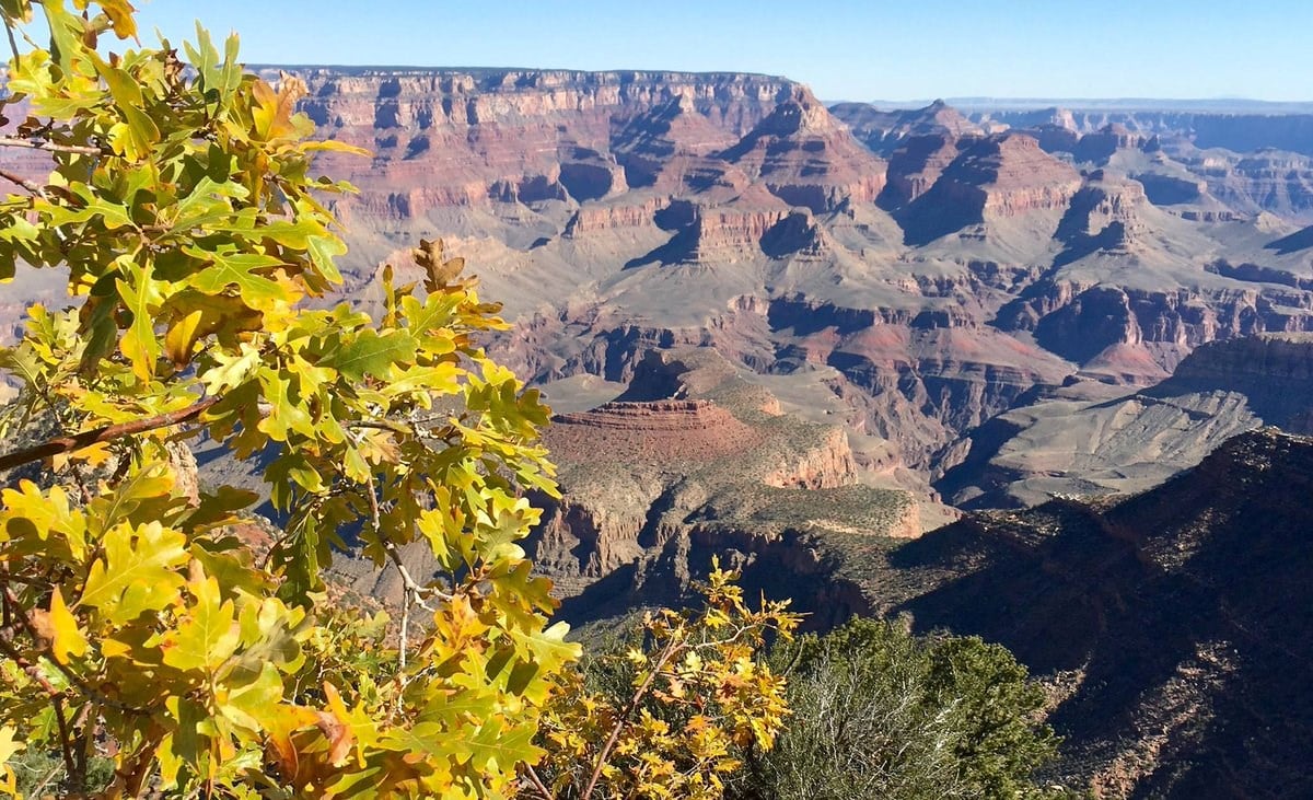 Oaks in foreground and Grand Canyon in background