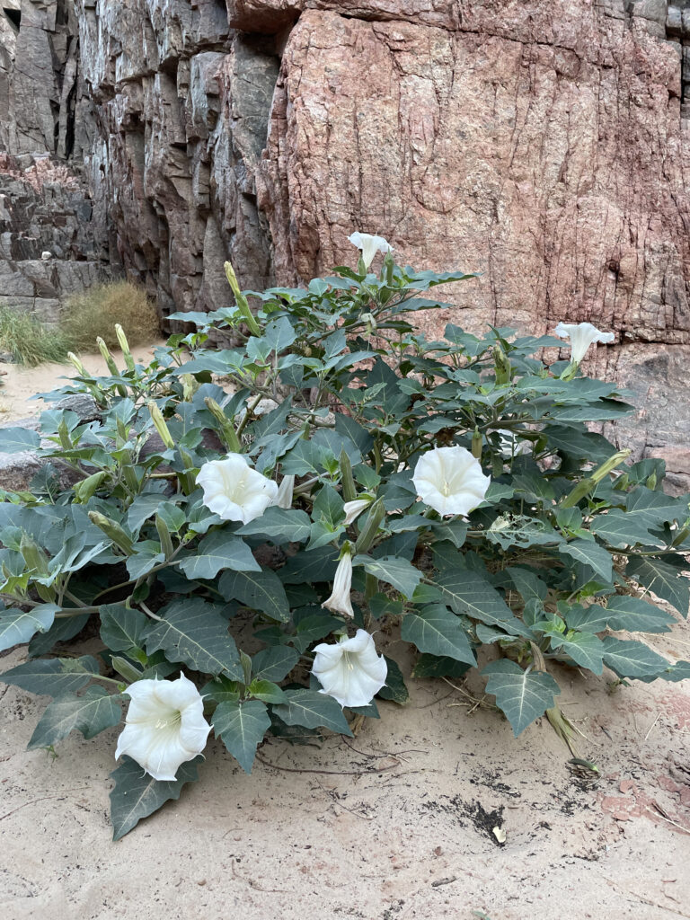 6 Grand Canyon Flowers to Spot on Your Hatch Trip | Hatch River Expeditions