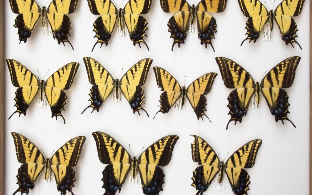 4 Fascinating Butterflies and Moths of the Grand Canyon
