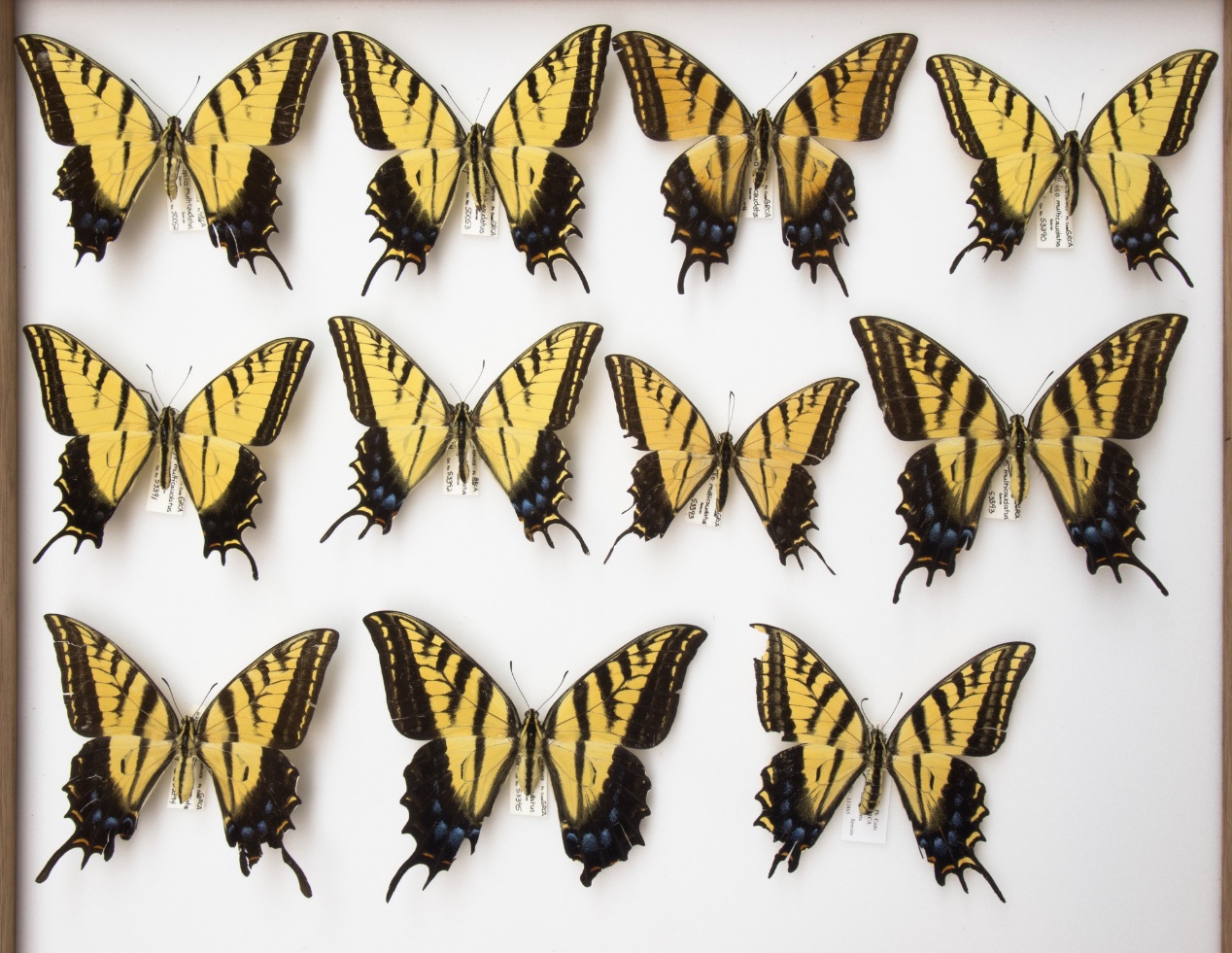 Pinned Swallowtail Butterflies Credit: Grand Canyon NPS