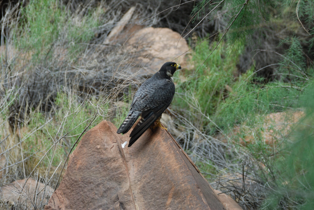The bird perched on this rock is a Peregrine Falcon
