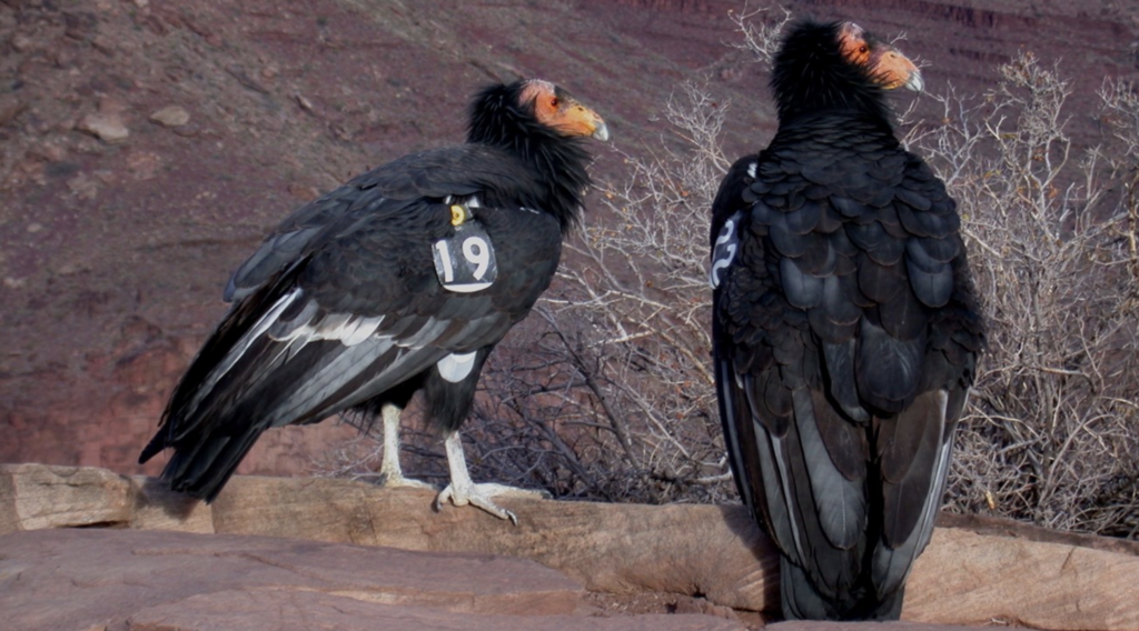 California Condors Credit: NPS Chad Olsen