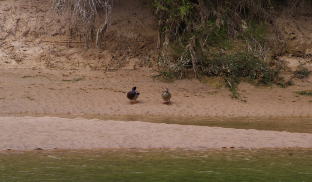 Mallards sit on the beach
