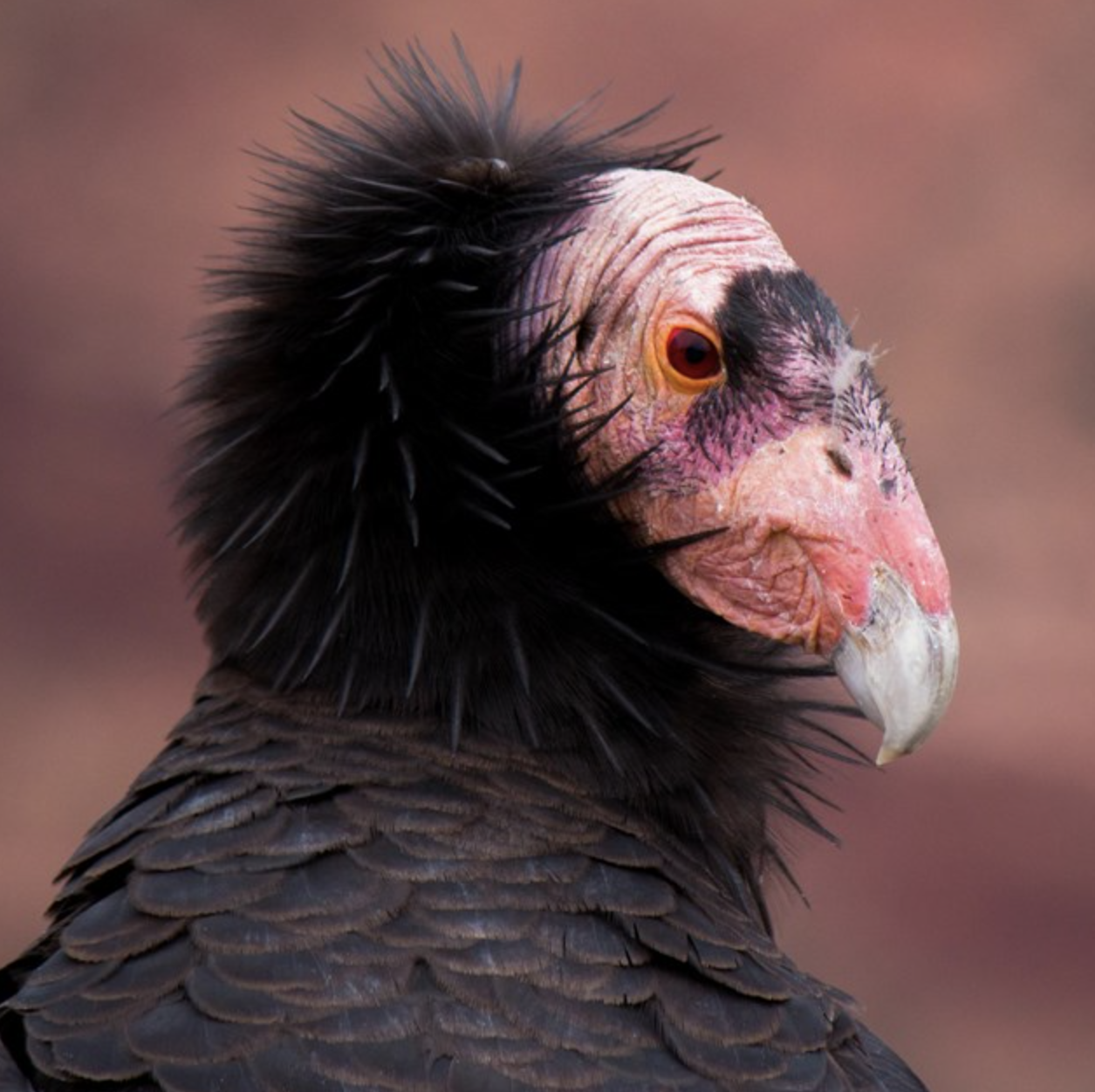 The California condor is one of the birds that lives in Grand Canyon