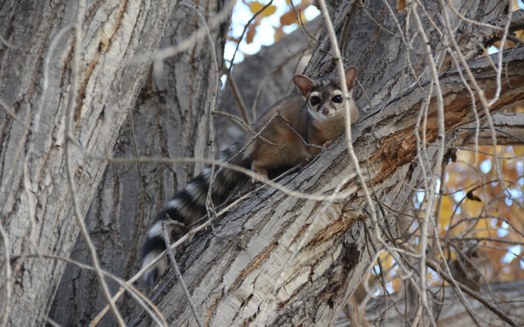 Meet the Ringtail: The Grand Canyon’s Nighttime Visitor