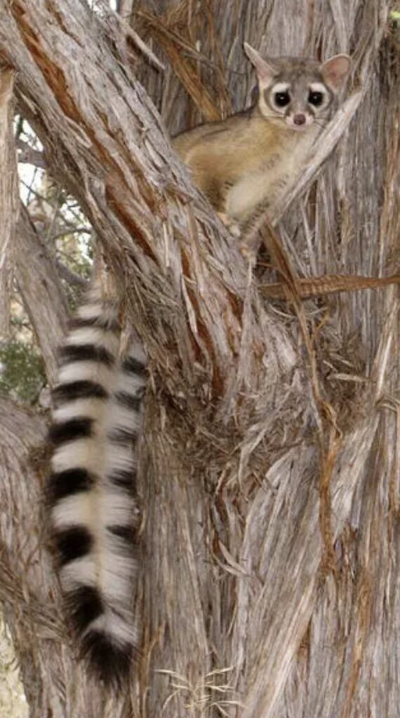 Ringtail Credit: NPS