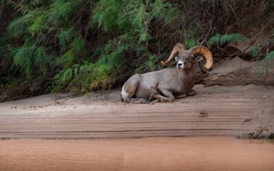 Spotting Desert Bighorn Sheep on Your Grand Canyon Rafting Trip