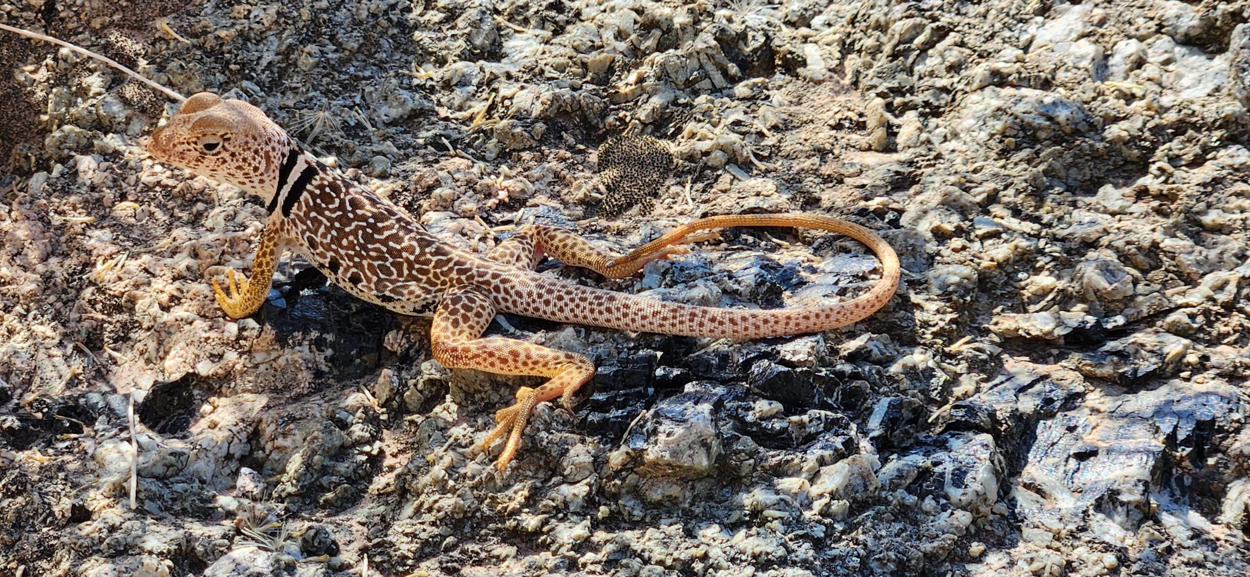 Collared Lizard 