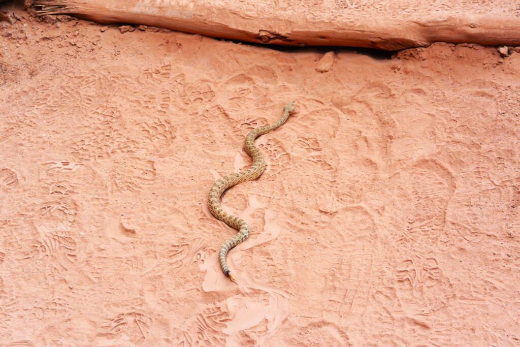 Grand Canyon Rattlesnake Credit: Morris Outwater 