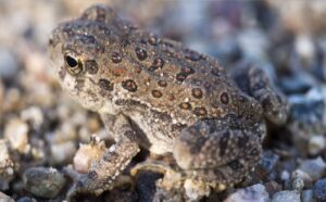 Red Spotted Toad Credit: NPS