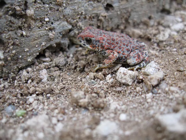 Spots in the Sand: The Red Spotted Toad