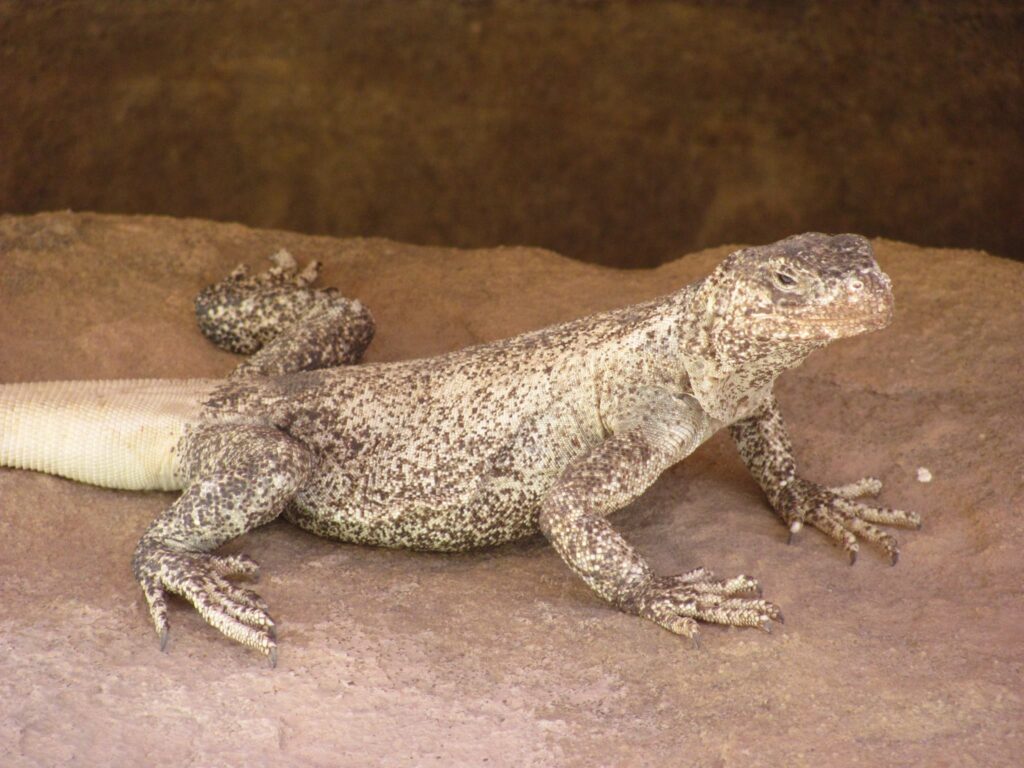 Chuckwalla