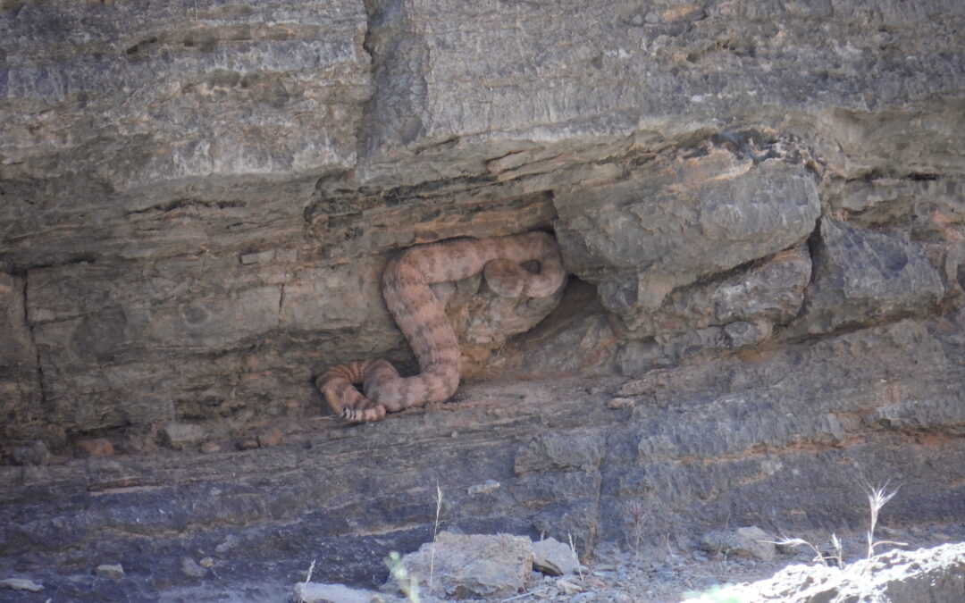The Grand Canyon’s Pink Rattlesnake