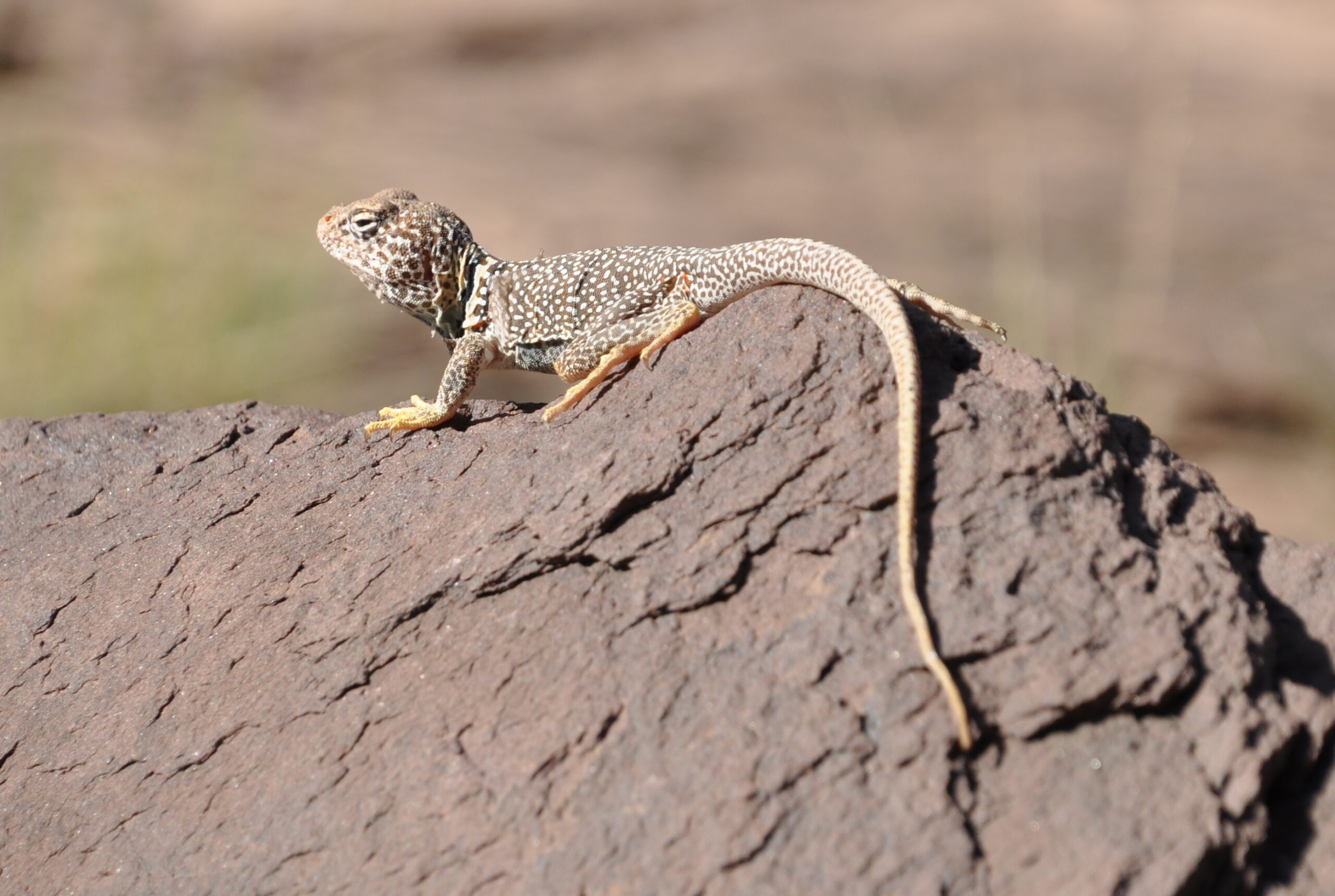 Collared Lizard sits on a rock