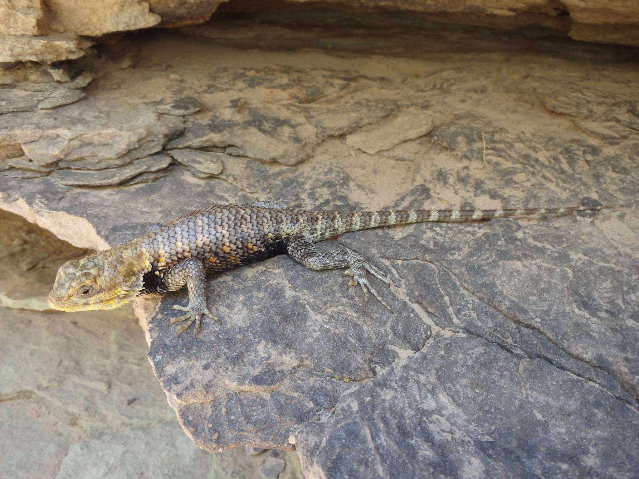 Spiny Lizard 