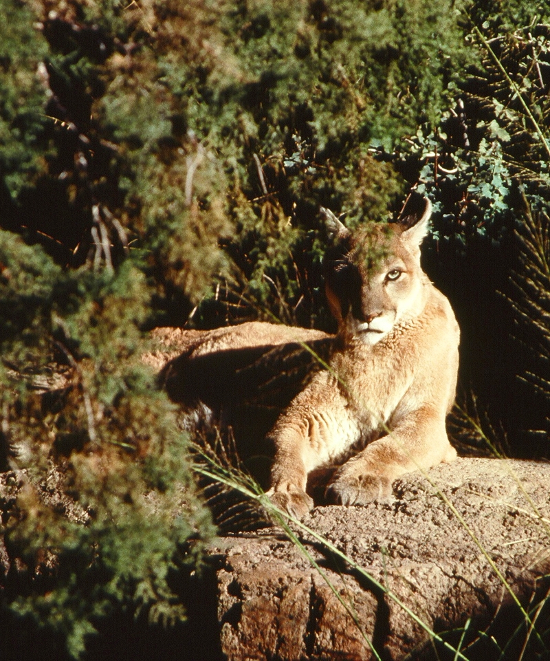 Mountain Lion Credit: NPS