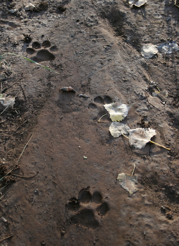 Mountain Lion Tracks Credit-NPS
