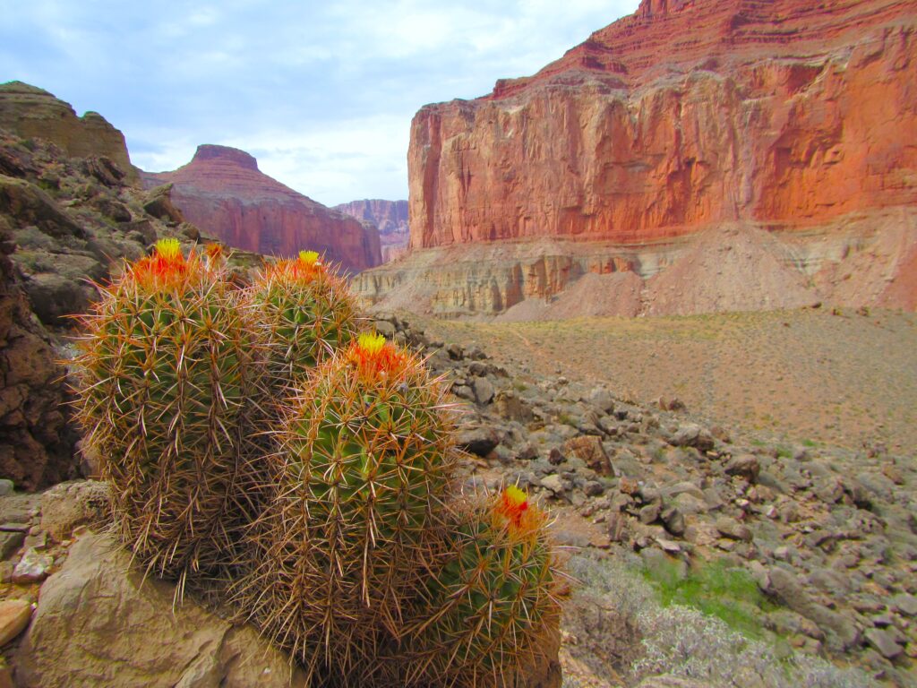 Spring Cactus flowers in Grand Canyon 
