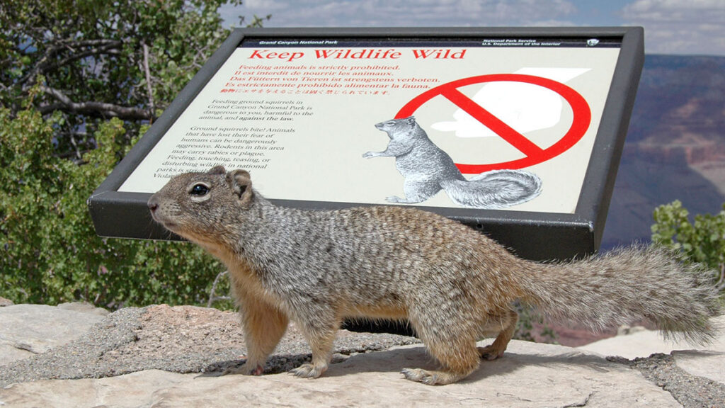 Random Facts About the Grand Canyon That You May Not Know Part 2 4 Grand Canyon Squirrel Credit:NPS
