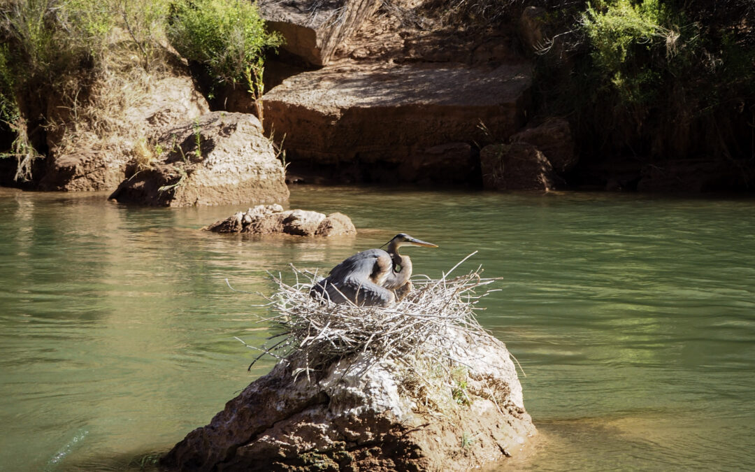 Great Blue Herons: An Unexpected Grand Canyon Resident