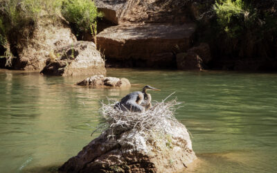 Great Blue Herons: An Unexpected Grand Canyon Resident