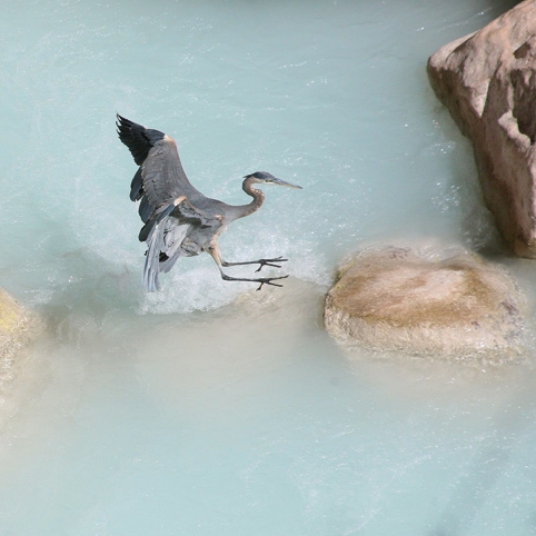 Great Blue Heron